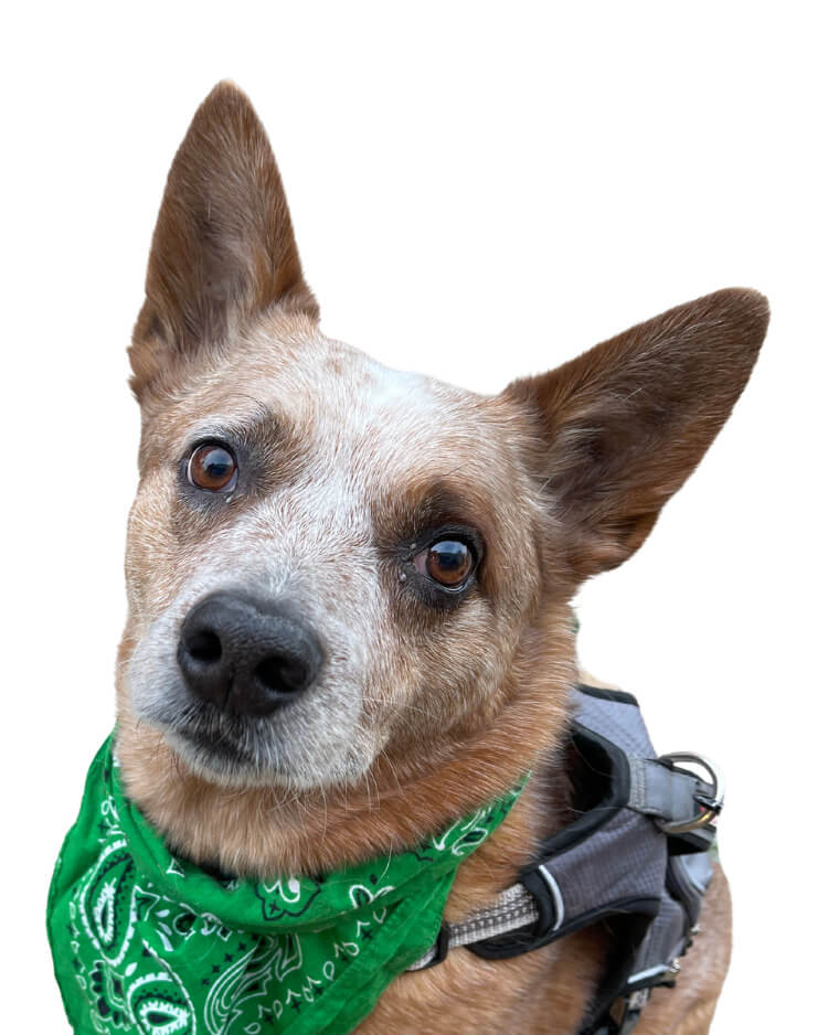 team-bios-boulder-chamber-co