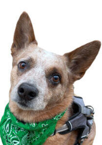 Murphy (1) Murphy (1)